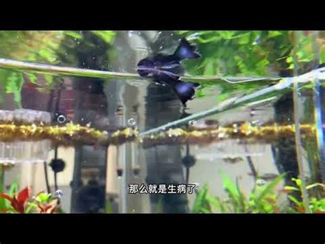 小魚死掉怎麼處理 家人有病